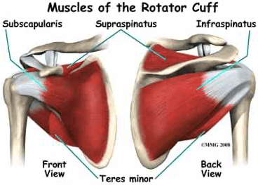 Muscles of the rotator cuff